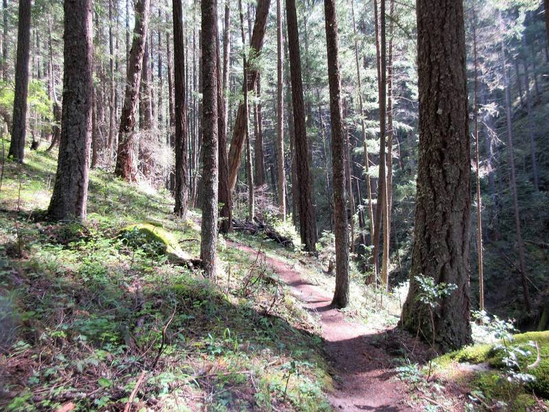 Enter the deep, forested recesses of the Snark Trail.