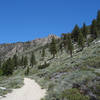 Lodgepole pines and sage line the North Fork Big Pine Creek Trail.