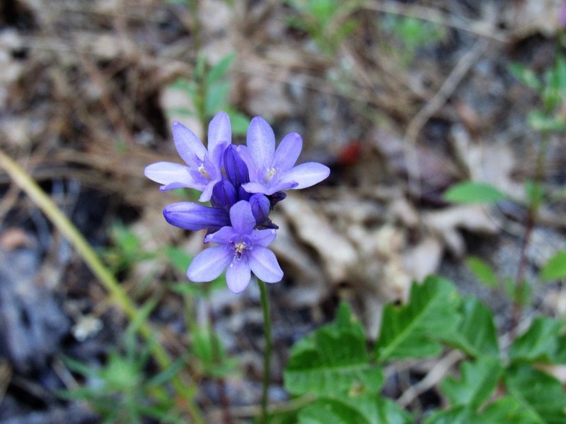 Name that flower (Robert Nicholson photo)