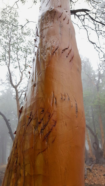 Bear claw marks on Lewis Loop (Gyre) (Photo by Lance Wyss)