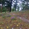 Wildflowers bloom into June on the Lewis Loops.