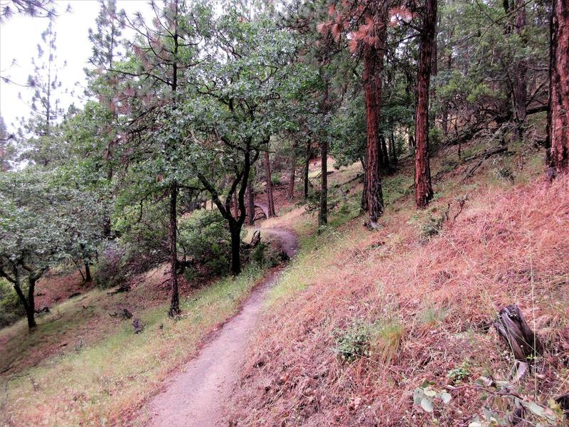 Lower Red Queen Trail is located on dry side hills full of Manzanita and Madrone (and poison oak).