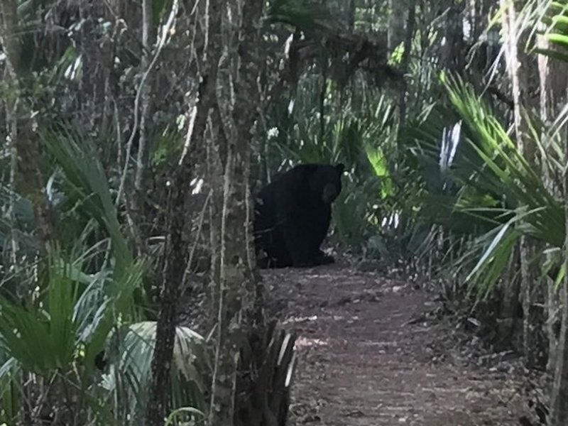 A beautiful black bear looks for lunch in its namesake wilderness area.