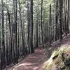 The switchbacks on the way up Rampart Ridge are a wonderfully consistent grade and surrounded by a gorgeous forest.