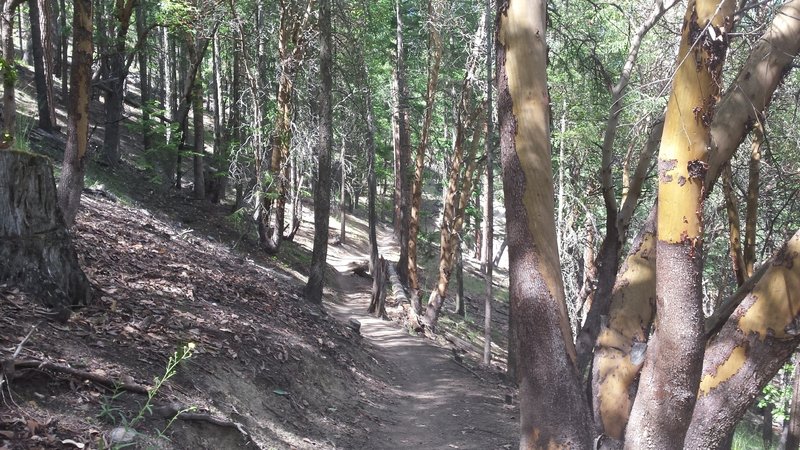 The uphill section of the Caterpillar Trail will test your lungs!