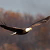 A Conowingo Bald Eagle soars in full flight.