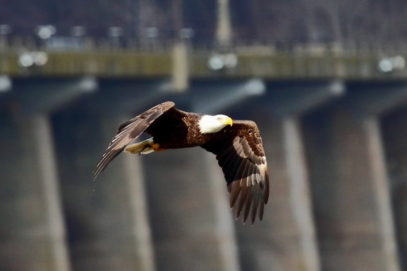 Conowingo is known for its abundance of bald eagles.