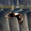 Conowingo is known for its abundance of bald eagles.