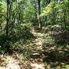 This is the start of the Osborn Loop Trail.