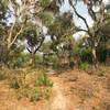 Some portions of the trails in Sweetwater Preserve can be a little sandy.