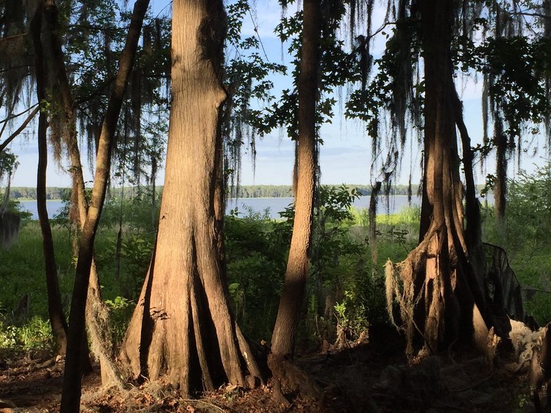 Enjoy a great view of Newnans Lake near the trail's easternmost point.