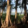 Enjoy a great view of Newnans Lake near the trail's easternmost point.