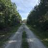 Even though it's a doubletrack, Longleaf Road offers plenty of woodland scenery.