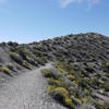 The Panum Crater Plug Trail is lined with yellow wildflowers.