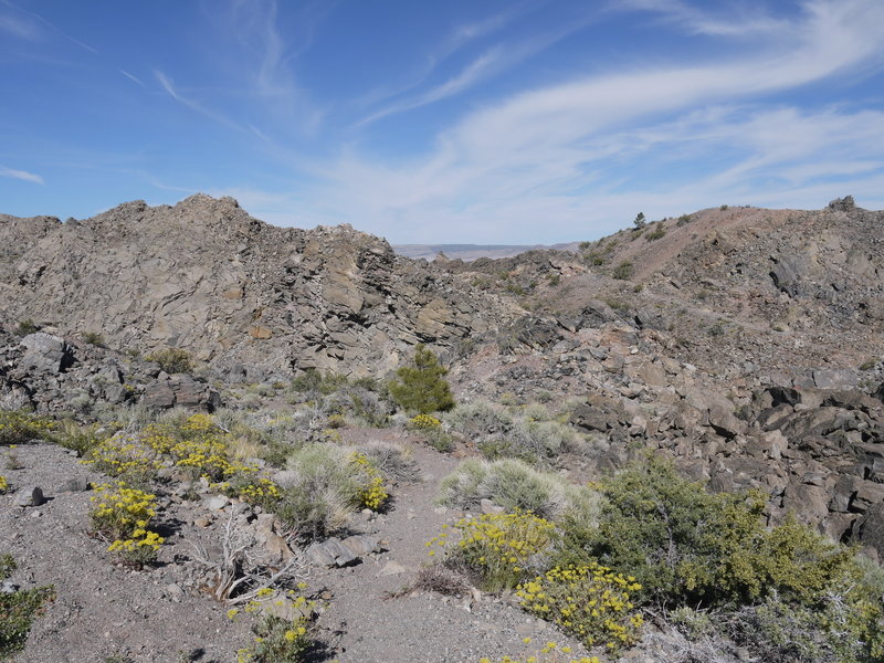 Yellow wildflowers bloom at Panum Crater.