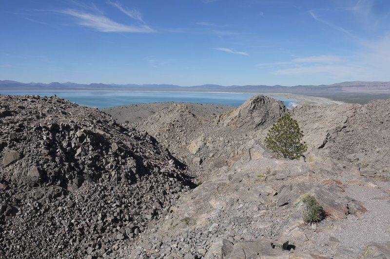 A pine tree clings to life on Panum Crater.