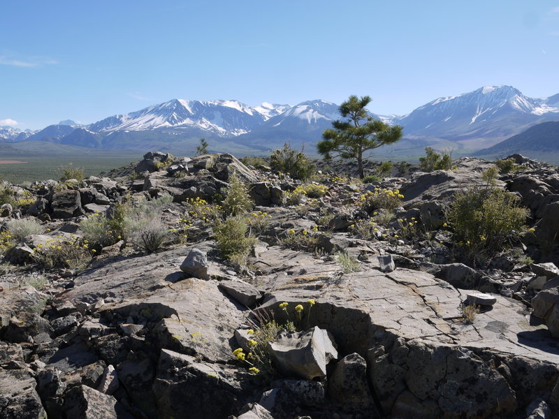 Panum Crater comes to life in the spring.