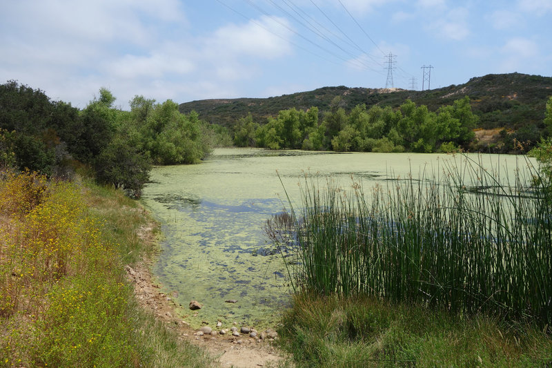 At one point, the Cobbles Trail passes by Duck Pond.