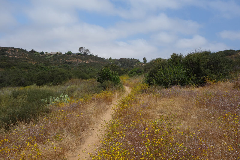 A yellow bloom lines the Cobbles Alternative trail.