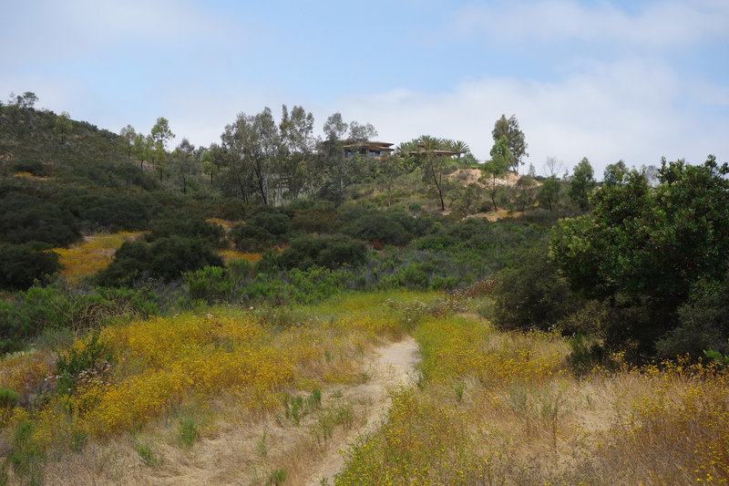 Yellow blooms blanket the Rancho Tonyon Trail.