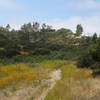 Yellow blooms blanket the Rancho Tonyon Trail.