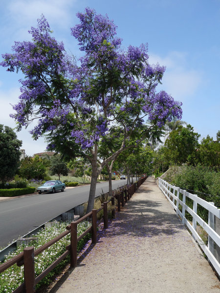 A jacaranda tree livens up an otherwise sterile suburban neighborhood along the multi-use trail.