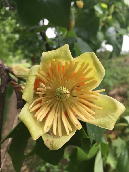 The tulip tree has beautiful blooms.