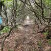 The trail follows a really nice tunnel through the trees.