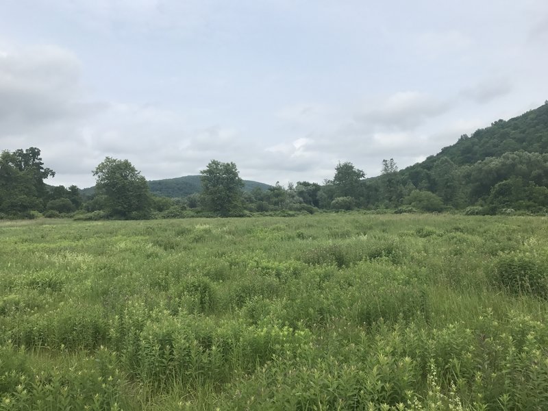 An open field greets you after making the Route 341 crossing on the AT.