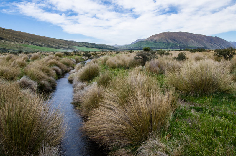 Grassy tussocks along the Mount Sunday Track.