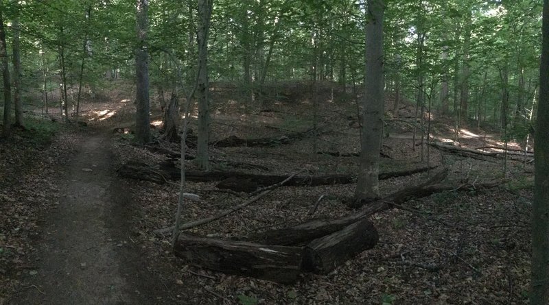 At this point, the Plantation Trail traverses shaded woodlands on its way to the river.