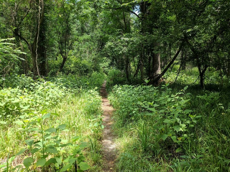 One of the sunnier spots on the trail. Vegetation keeps much of this trail tight.