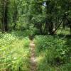 One of the sunnier spots on the trail. Vegetation keeps much of this trail tight.