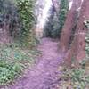 The trail travels through a nice little forest.