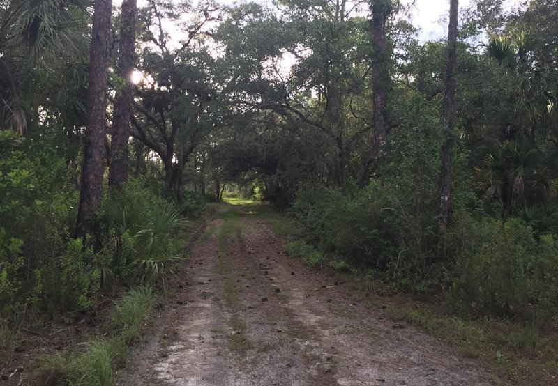 Expect a short canopy after the trail shifts from a single path to a forest road.