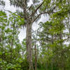 This is one of the larger trees along the trail.