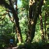 The Hoh Rainforest drips with lichen and moss.