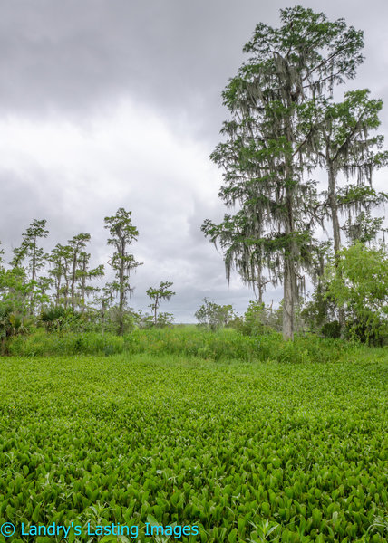 Soak up the scenery before the turn to the Marsh Overlook Trail.