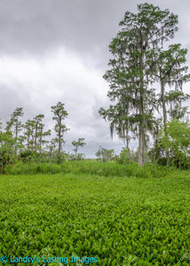 Soak up the scenery before the turn to the Marsh Overlook Trail.