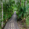 The boardwalk makes travel easy heading back on the Marsh Overlook Trail.