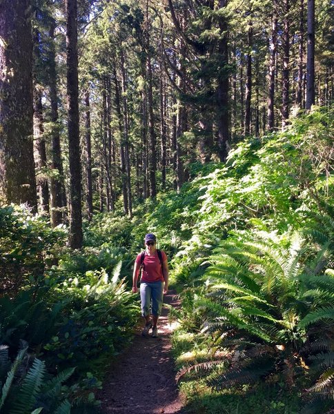 The Cape Alava Trail traverses dense coastal forests.