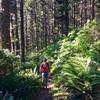 The Cape Alava Trail traverses dense coastal forests.