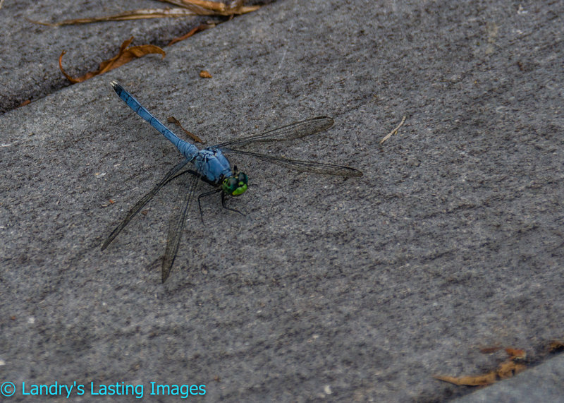 This is just one of many dragonflies you'll see along the way.