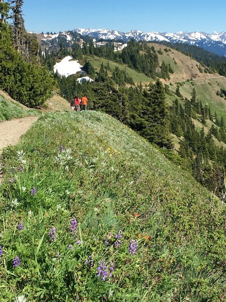 June wildflowers bloom on Hurricane Hill.