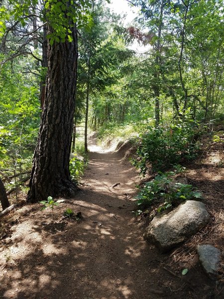 Explore the rich canopy bursting with light shortly after the trailhead.