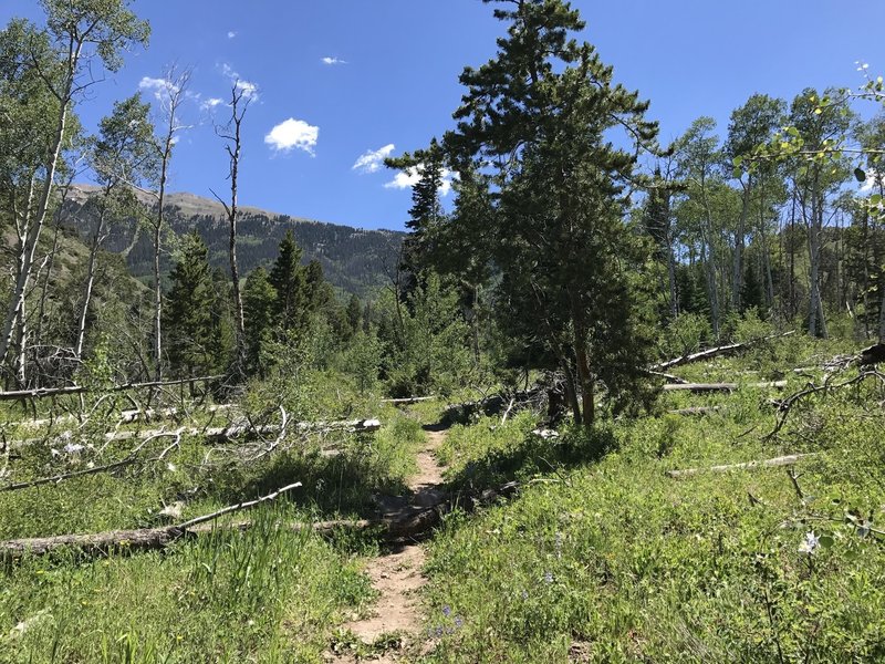 Head east up the Acorn Creek Trail to views up toward the ridge objective. Colorado blue columbine dot the trail.