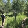 For a low-use trail, the start of the Acorn Creek Trail had clear signage to follow.