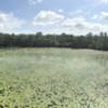 Water lilies grace the pond near the trailhead.