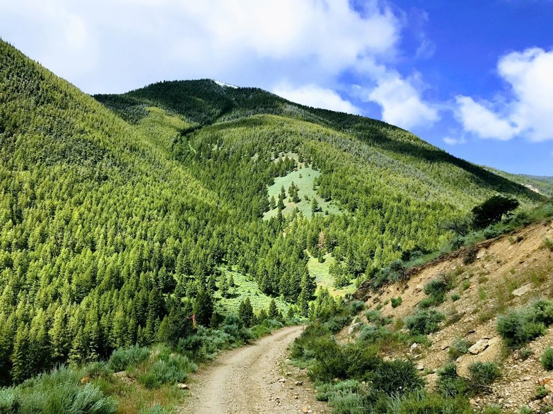 Don't forget to periodically look up! This can tend to be one of the warmest parts of the 50k course.