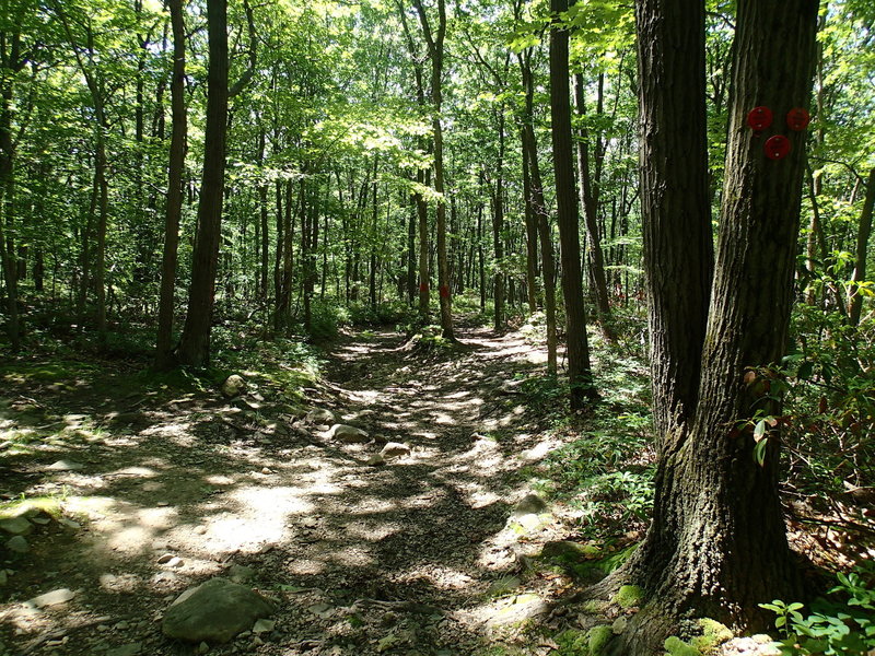 The Casino Trail ends into the Wilkinson Memorial Trail at this spot.